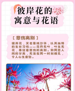 家里阳光不足怎么养花，选对植物种类，掌握养护技巧