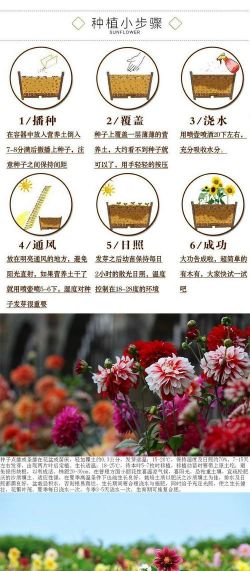 家里阳光不足怎么养花，选对植物种类，掌握养护技巧