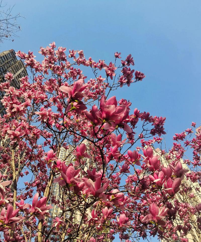 家里阳光不足怎么养花，选对植物种类，掌握养护技巧