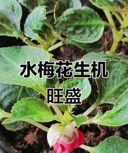家里阳光不足怎么养花，选对植物种类，掌握养护技巧