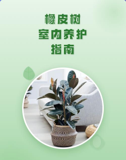 家里阳光不足怎么养花，选对植物种类，掌握养护技巧