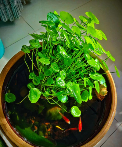 家里阳光不足怎么养花，选对植物种类，掌握养护技巧