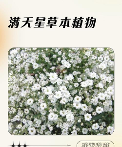 家里阳光不足怎么养花，选对植物种类，掌握养护技巧
