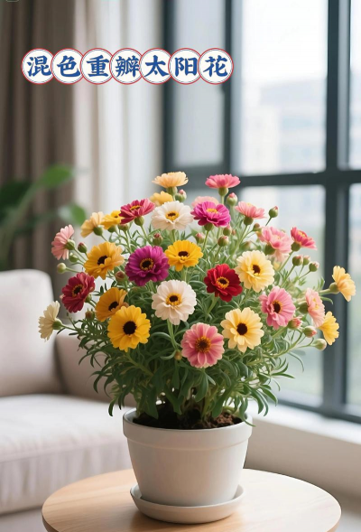 家里阳光不足怎么养花，选对植物种类，掌握养护技巧