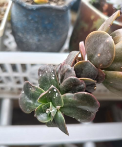 家里阳光不足怎么养花，选对植物种类，掌握养护技巧