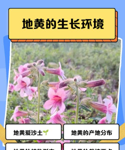 家里阳光不足怎么养花，选对植物种类，掌握养护技巧