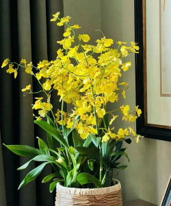 家里阳光不足怎么养花，选对植物种类，掌握养护技巧