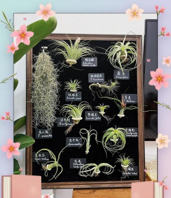 家里阳光不足怎么养花，选对植物种类，掌握养护技巧