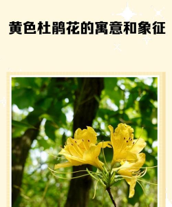 小众送妈妈的花有哪些花