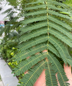 家里阳光不足怎么养花，选对植物种类，掌握养护技巧