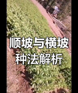 家里阳光不足怎么养花，选对植物种类，掌握养护技巧