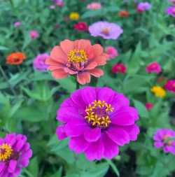 家里阳光不足怎么养花，选对植物种类，掌握养护技巧