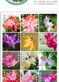 家里阳光不足怎么养花，选对植物种类，掌握养护技巧