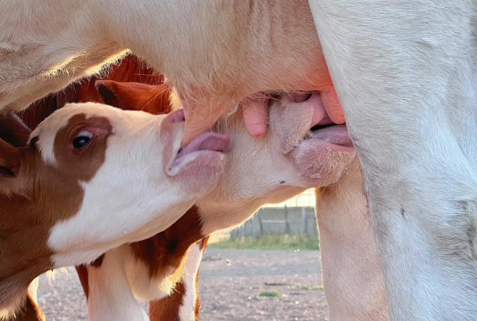 小众送妈妈的花有哪些花