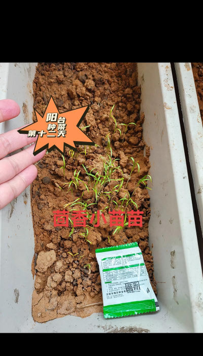 家里阳光不足怎么养花，选对植物种类，掌握养护技巧