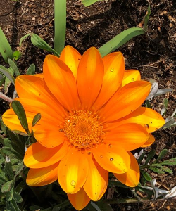 家里阳光不足怎么养花，选对植物种类，掌握养护技巧