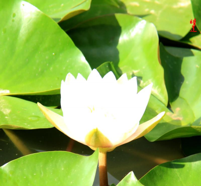 家里阳光不足怎么养花，选对植物种类，掌握养护技巧