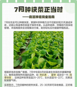 家里阳光不足怎么养花，选对植物种类，掌握养护技巧