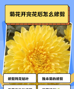 家里阳光不足怎么养花，选对植物种类，掌握养护技巧
