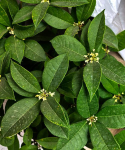 家里阳光不足怎么养花，选对植物种类，掌握养护技巧