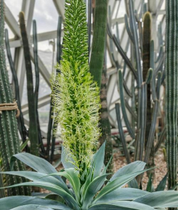 家里阳光不足怎么养花，选对植物种类，掌握养护技巧