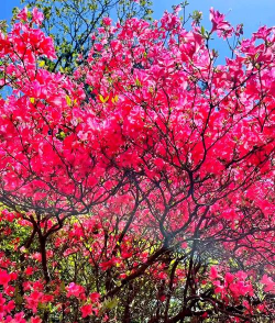 家里阳光不足怎么养花，选对植物种类，掌握养护技巧