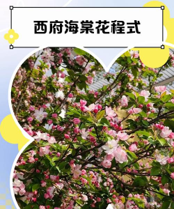 家里阳光不足怎么养花，选对植物种类，掌握养护技巧