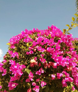 家里阳光不足怎么养花，选对植物种类，掌握养护技巧