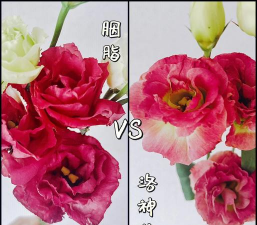 家里阳光不足怎么养花，选对植物种类，掌握养护技巧