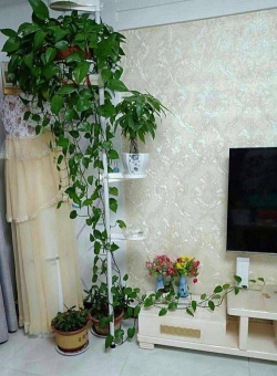 家里阳光不足怎么养花，选对植物种类，掌握养护技巧