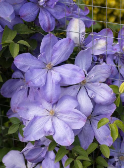 家里阳光不足怎么养花，选对植物种类，掌握养护技巧