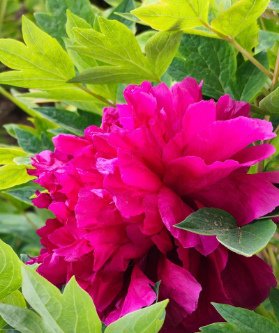 家里阳光不足怎么养花，选对植物种类，掌握养护技巧