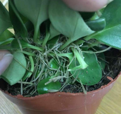 家里阳光不足怎么养花，选对植物种类，掌握养护技巧