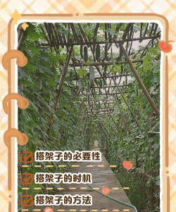 家里阳光不足怎么养花，选对植物种类，掌握养护技巧