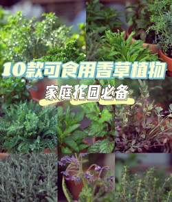 家里阳光不足怎么养花，选对植物种类，掌握养护技巧