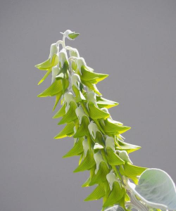 家里阳光不足怎么养花，选对植物种类，掌握养护技巧