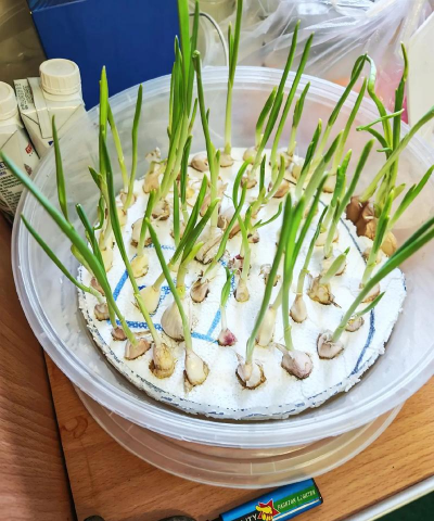 家里阳光不足怎么养花，选对植物种类，掌握养护技巧