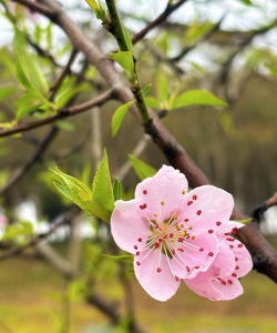 家里阳光不足怎么养花，选对植物种类，掌握养护技巧
