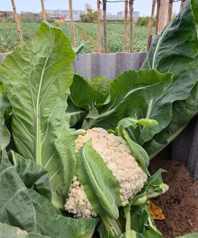 家里阳光不足怎么养花，选对植物种类，掌握养护技巧