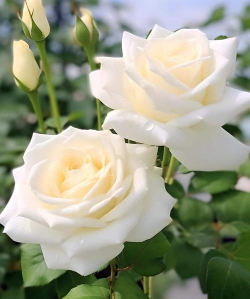 家里阳光不足怎么养花，选对植物种类，掌握养护技巧