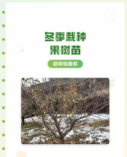 家里阳光不足怎么养花，选对植物种类，掌握养护技巧