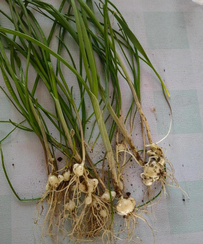 家里阳光不足怎么养花，选对植物种类，掌握养护技巧