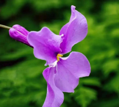 家里阳光不足怎么养花，选对植物种类，掌握养护技巧