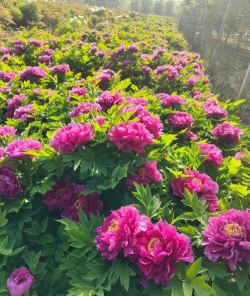 家里阳光不足怎么养花，选对植物种类，掌握养护技巧