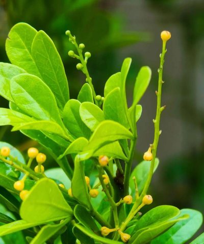 家里阳光不足怎么养花，选对植物种类，掌握养护技巧