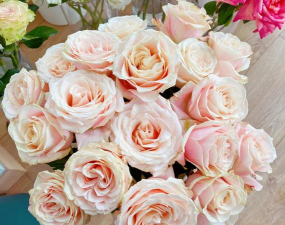 家里阳光不足怎么养花，选对植物种类，掌握养护技巧