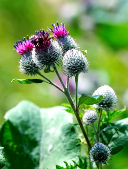 家里阳光不足怎么养花，选对植物种类，掌握养护技巧