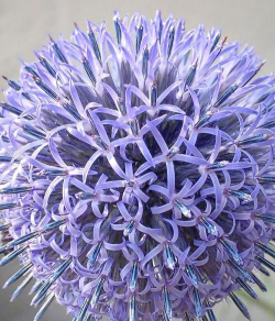 家里阳光不足怎么养花，选对植物种类，掌握养护技巧