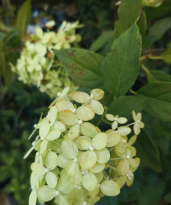 家里阳光不足怎么养花，选对植物种类，掌握养护技巧