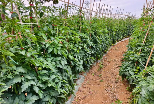 家里阳光不足怎么养花，选对植物种类，掌握养护技巧